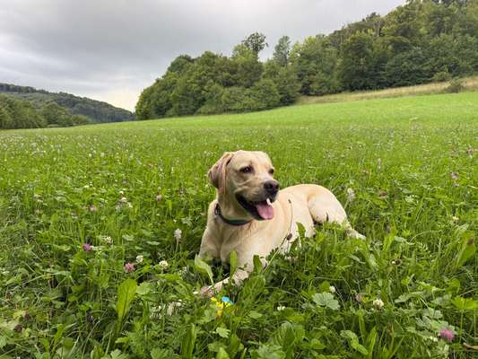 Hundetreffen-Gassi Runde (ohne Leine)-Bild
