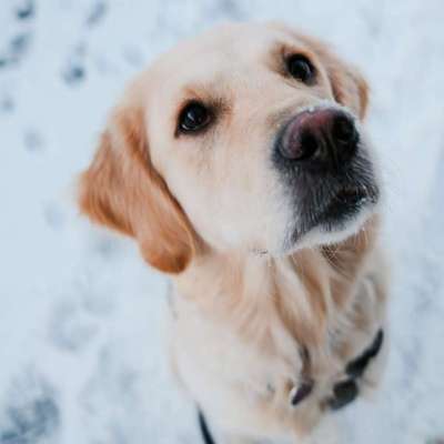 Hundetreffen-Hundekumpel für Social Walk gesucht🐶🎀-Bild