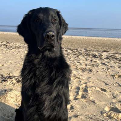 Hundetreffen-Flat Treffen-Bild