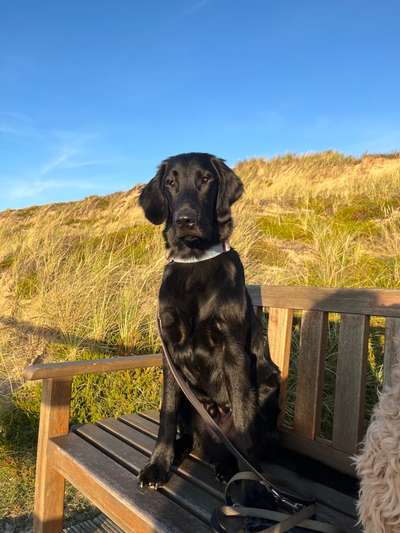 Flat Coated Retriever-Beitrag-Bild