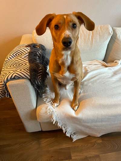 Podencomischling oder Podenco-Beitrag-Bild