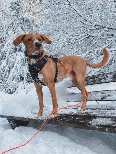 Podencomischling oder Podenco-Beitrag-Bild