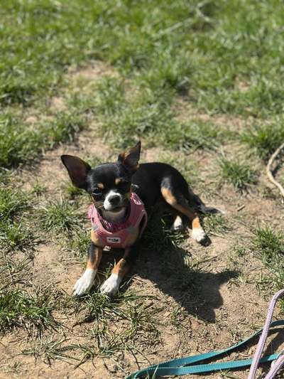 Hundetreffen-Gassie runde-Bild