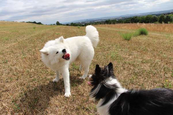 Zeige den lustigsten Blick deines Hundes-Beitrag-Bild