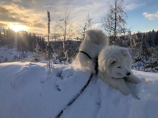 Dogorama Photo Challenge - Hunde in Action-Beitrag-Bild