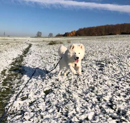 Dogorama Photo Challenge - Winterstimmung-Beitrag-Bild