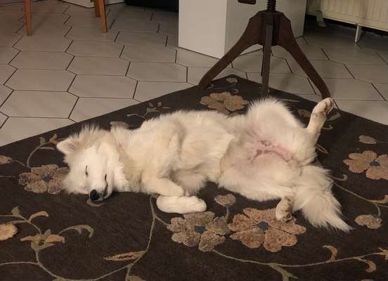 Dogorama Photo Challenge - Zeigt her eure Bäuche-Beitrag-Bild