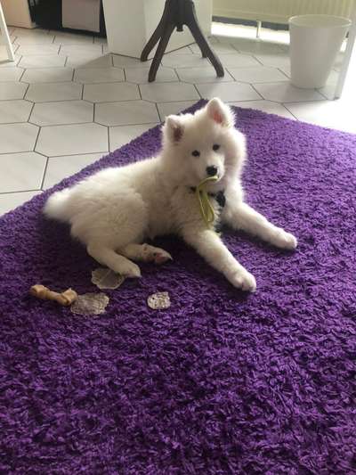 Samojede Besitzer-Beitrag-Bild