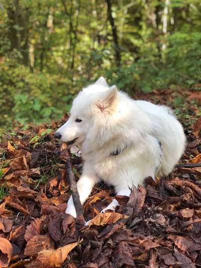 12. Farben Foto Challenge --- Braun-Beitrag-Bild