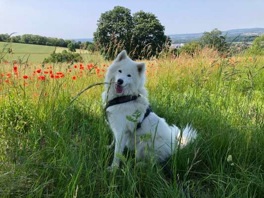 Samojede Besitzer-Beitrag-Bild
