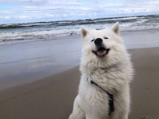 Zeige den lustigsten Blick deines Hundes-Beitrag-Bild