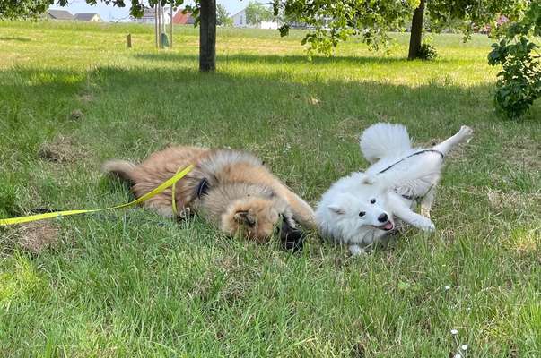 Zeige den lustigsten Blick deines Hundes-Beitrag-Bild