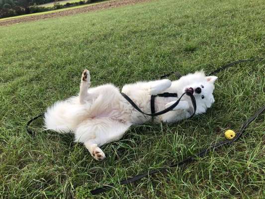 Zeige den lustigsten Blick deines Hundes-Beitrag-Bild