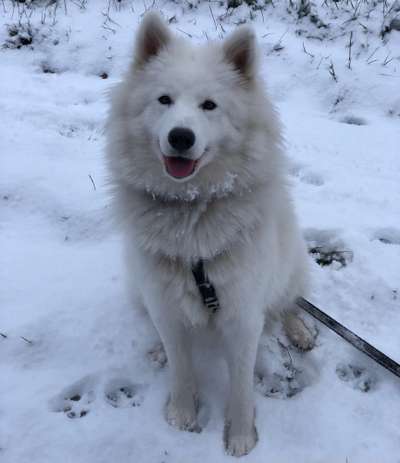 Handy Foto Challange Nr. 46  Happy Dog-Beitrag-Bild