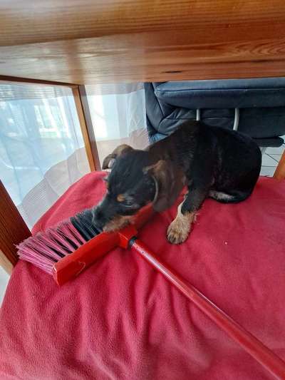 Dogorama Photo Challenge - Hündische Haushaltshilfe-Beitrag-Bild