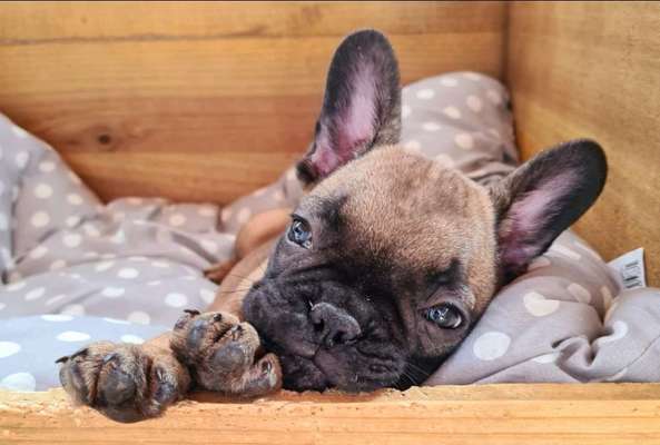 Die Dogorama Kalender Challenge 4/4-Beitrag-Bild