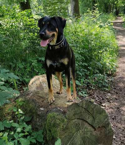 Die Dogorama Kalender Challenge Titelbild-Beitrag-Bild