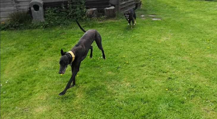 Windhundtreffen - PLZ-Beitrag-Bild