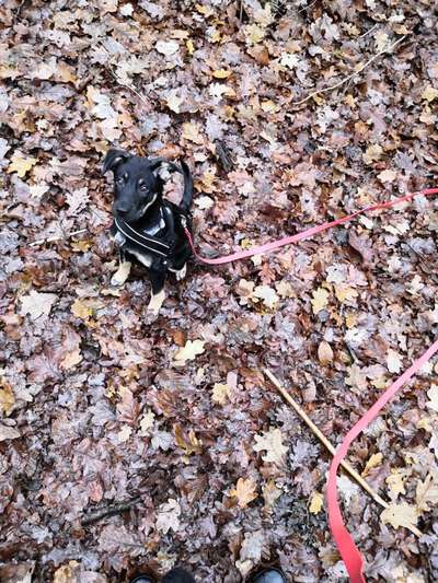 19 Wochen alter Welpe ist im Garten/Freilauf nur am durch die Gegend hetzen-Beitrag-Bild