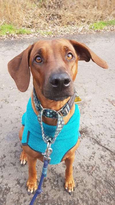 Rhodesian Ridgeback-Beitrag-Bild