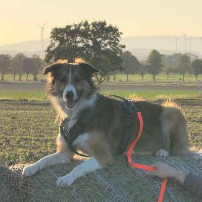 Hundetreffen-Spielkumpane gesucht-Bild