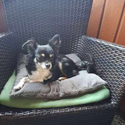 Hundetreffen-Spaziergang im Schlossgarten calw-Profilbild