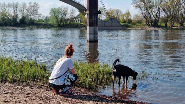 Hundetreffen-Wandern, Training und Spielen-Bild