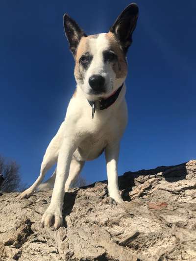 Die Dogorama Kalender Challenge Titelbild-Beitrag-Bild