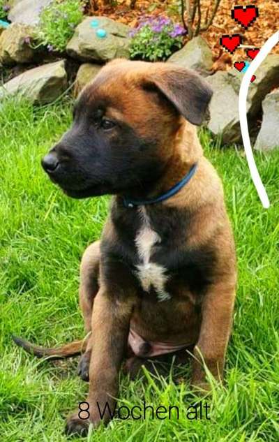 Die Dogorama Monats Challenge "Es grünt und blüht"-Beitrag-Bild