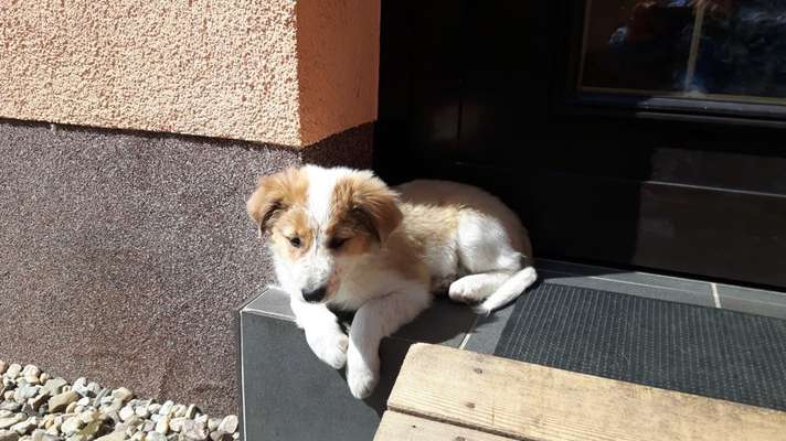 Welpen Bilder !-Beitrag-Bild