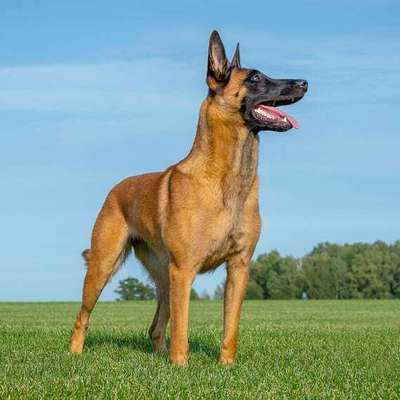 Arbeitshund, Junghund, Zweithund-Beitrag-Bild