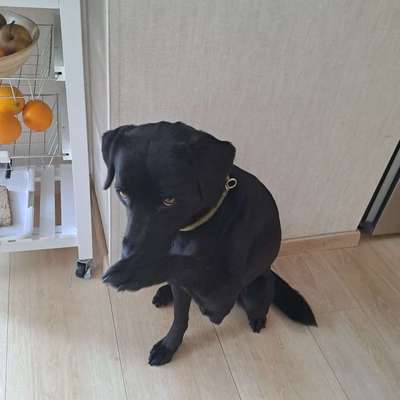 Hundetricks, Ideen-Beitrag-Bild