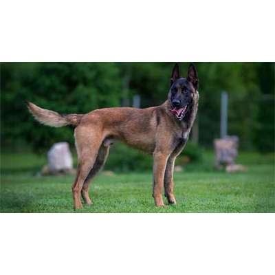 Arbeitshund, Welpe-Beitrag-Bild