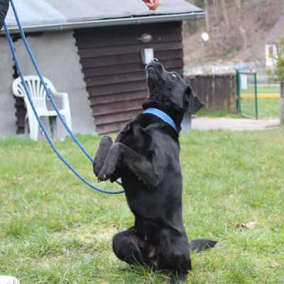 Hundetricks, Ideen-Beitrag-Bild