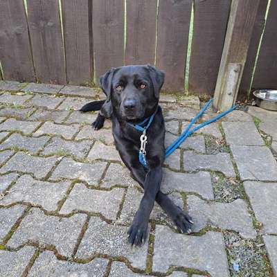 Hundetricks, Ideen-Beitrag-Bild