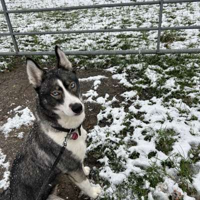 Hundetreffen-Spiel & Gassi Freunde-Bild