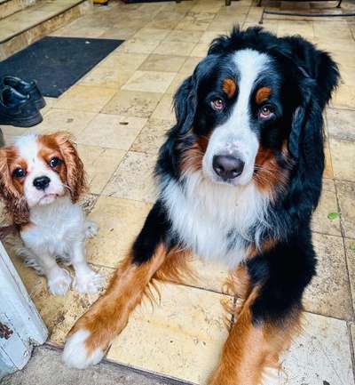 Berner Sennen-Beitrag-Bild