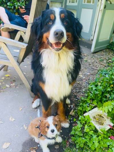 Berner Sennen-Beitrag-Bild