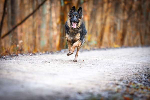 Schäferhund-Fans?-Beitrag-Bild