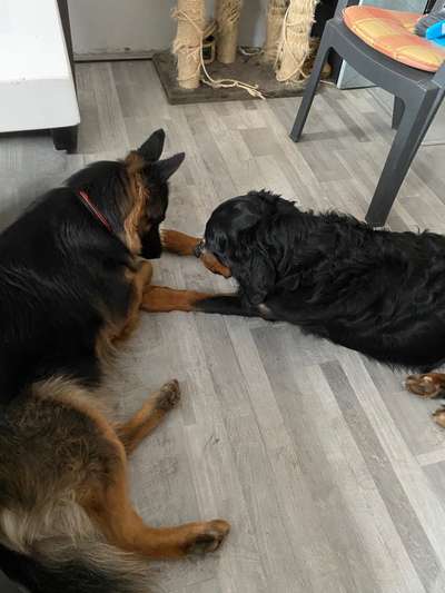 Bester Freund, Hundekumpel - zeigt her!-Beitrag-Bild