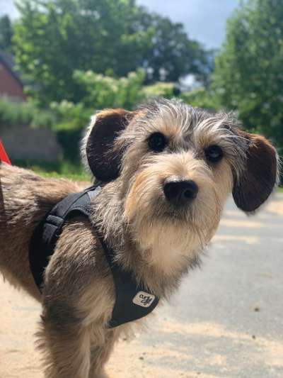 Barfen oder lieber nicht?-Beitrag-Bild