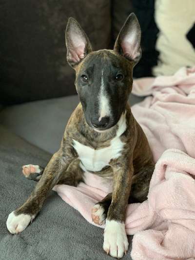 Miniatur Bull Terrier-Beitrag-Bild