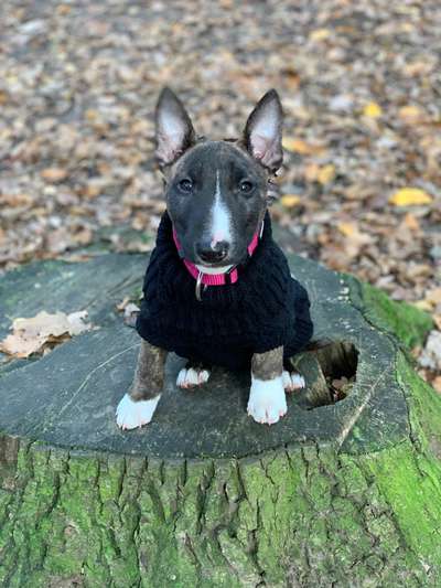 Fotochallenge No. 26                                     Wald und Wiese-Beitrag-Bild