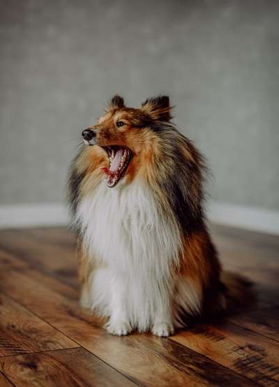 Die Dogorama-Wochen-Challenge "Die schönste Grimasse"-Beitrag-Bild