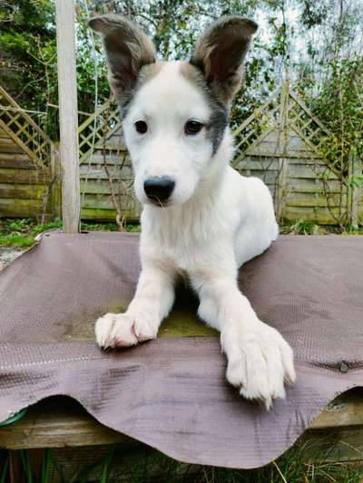 Hundetreffen-Spaziergänge in Bern und Umgebung-Bild