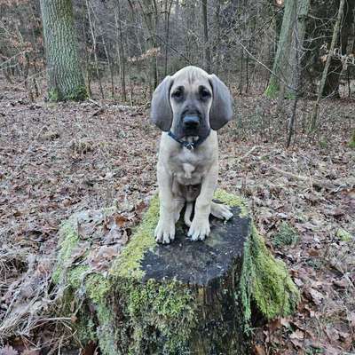 Hundetreffen-Gegenseitige Betreuung der Hunde-Bild