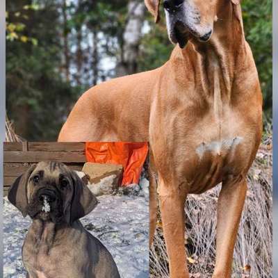 Hundetreffen-Spieltreff /Gassirunde Welpen in Stadtallendorf-Bild