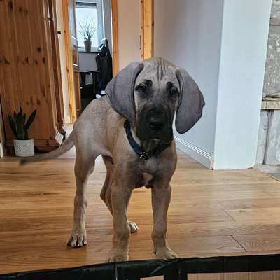 Hundetreffen-Welpentreffen in Stadtallendorf und Umgebung-Bild