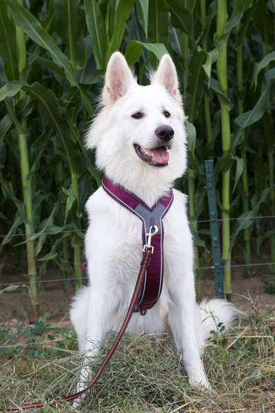 Weißer Schweizer Schäferhund-Beitrag-Bild