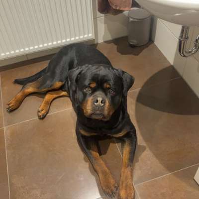 Hundetreffen-Gassi- und/oder Spielrunde-Bild